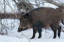 Nekrmte je! Jižní Svahy ve Zlíně zase trápí přemnožená prasata