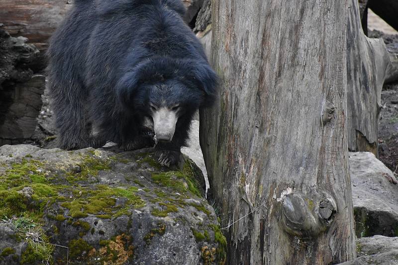 Zlínská zoologická zahrada, duben 2021.