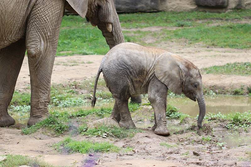 Chlouba zlínské zoo: první africké slůně České republiky se narodilo na začátku června 2021