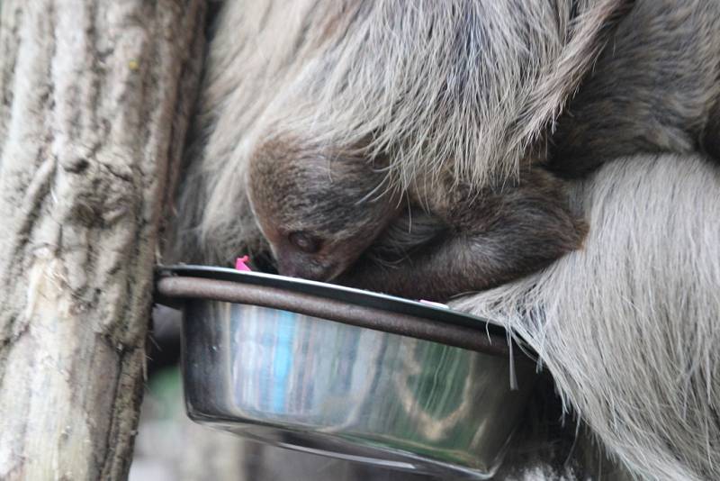 V zoologické zahradě ve Zlíně pokřtili mládě lenochoda.