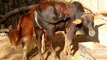 ZOO Lešná expozice Etiopie. Zebu