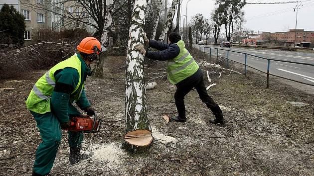 Kácení kvůli plánovanému rozšíření rychlostní komunikace I/49 ze Zlína do Otrokovic