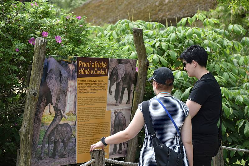 Veřejnost poprvé spatřila nově narozené mládě slona afrického. ZOO Lešná, Zlín.