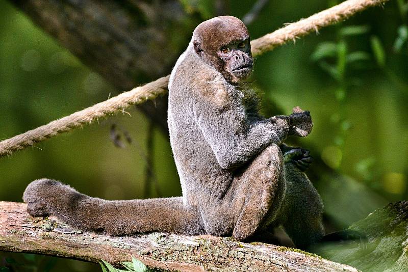 Kolekci chovaných zvířat ve zlínské zoo rozšířil mimořádný nový druh. Z rakouské Zahrada získala dva samce vzácných chápanů vlnatých.