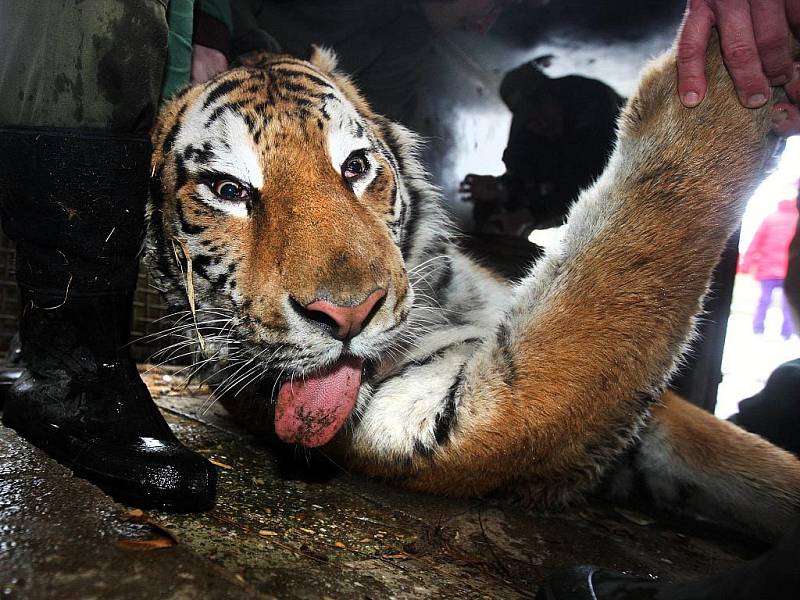 Dvouletý samec tygra usuriiského opustil ve čtvrtek 22. prosince svou rodnou zoo ve Zlíně – Lešné. Jeho novým domovem se stala olomoucká zoo.