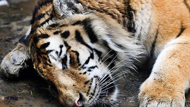 Dvouletý samec tygra usuriiského opustil ve čtvrtek 22. prosince svou rodnou zoo ve Zlíně – Lešné. Jeho novým domovem se stala olomoucká zoo.