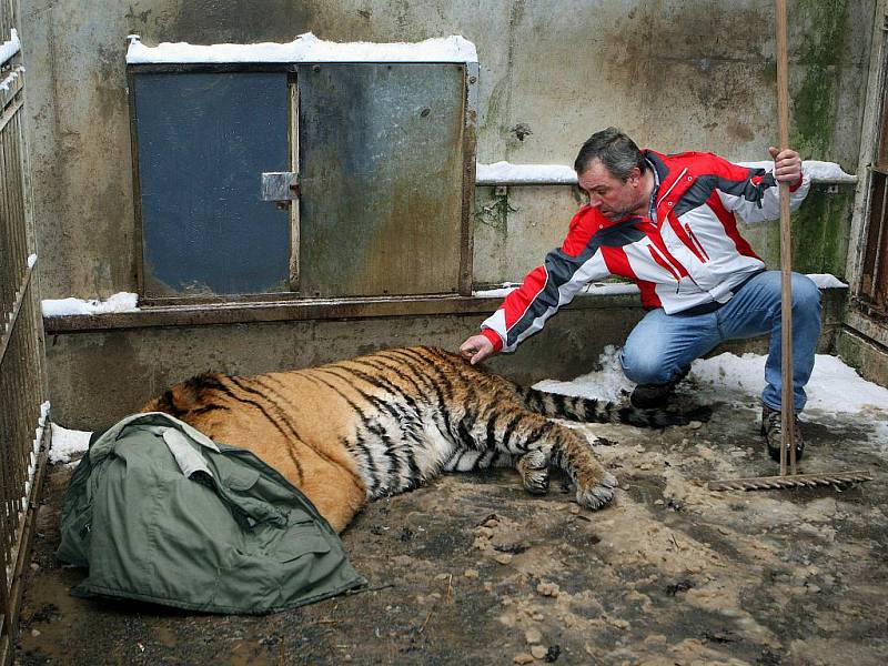 Dvouletý samec tygra usuriiského opustil ve čtvrtek 22. prosince svou rodnou zoo ve Zlíně – Lešné. Jeho novým domovem se stala olomoucká zoo.