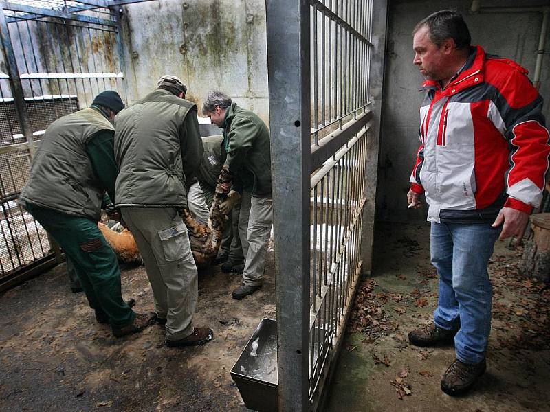Dvouletý samec tygra usuriiského opustil ve čtvrtek 22. prosince svou rodnou zoo ve Zlíně – Lešné. Jeho novým domovem se stala olomoucká zoo.