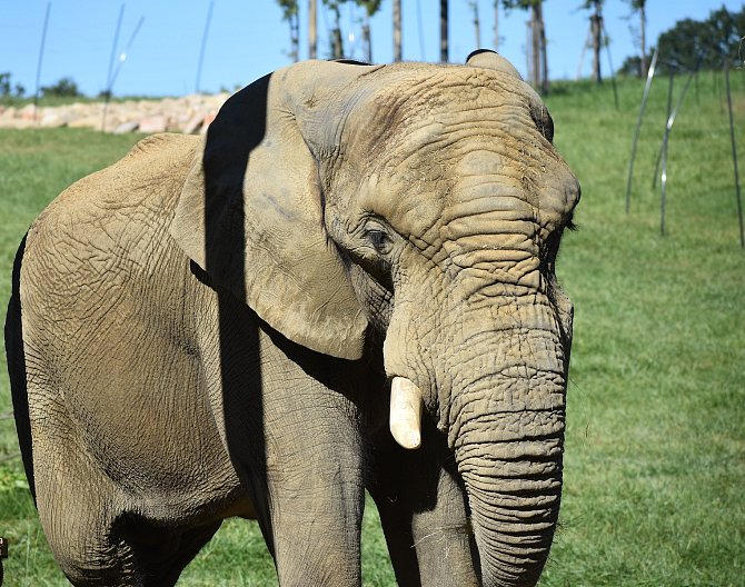 Sloní samec Jack se ve zlínské zoo rychle zabydlel; září 2023