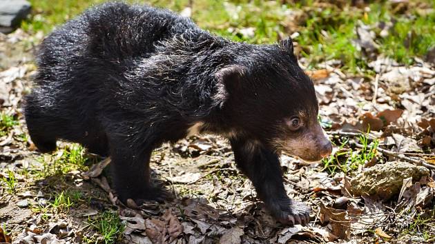 Zoo Zlín už podruhé odchovala mládě vzácně chovaného medvěda pyskatého.