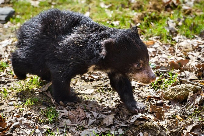 Zoo Zlín už podruhé odchovala mládě vzácně chovaného medvěda pyskatého.