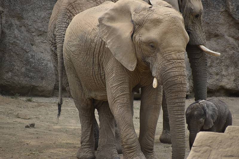 Veřejnost poprvé spatřila nově narozené mládě slona afrického. ZOO Lešná, Zlín.