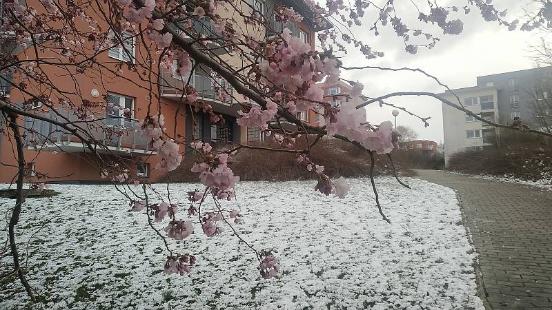 Sníh ve Zlíně 6. dubna zasypal kvetoucí cibuloviny, keře i sakury