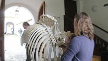 NÁROČNÁ PRÁCE čekala preparátora Benjamina Hlivku při kompletaci sloního skeletu. Komplikovala ji osteoporóza slonice a další vrozené vady. 