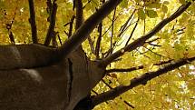 Podzim listí stromům rval