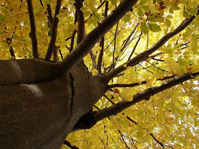 Podzim listí stromům rval