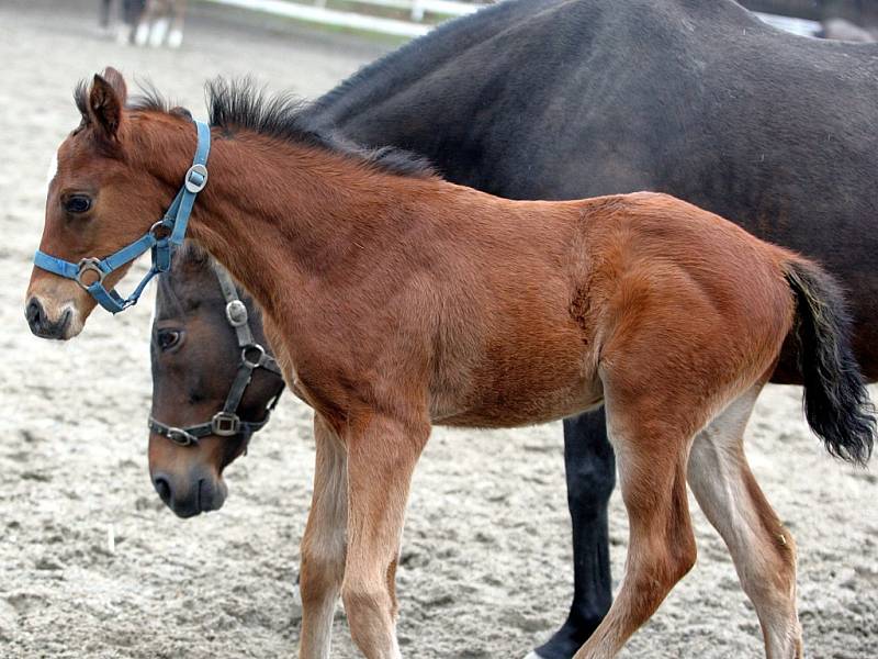 Hříbata a klisny ve výběhu v hřebčíně v Napajedlích.