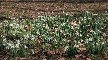 Kvetoucí sněženky v parku na bývalém zlínském hřbitově; neděle 28. března 2021