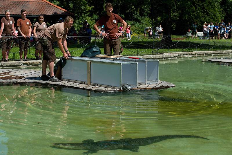 Dvě aligátoří samice jsou už v zoo ve venkovním bazénu před zámkem.