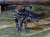 Zlínská zoo patří mezi pětadvacítku evropských zoo, které chovají zhruba 50 jedinců těchto jedinečných zvířat – tapírů čabrakových.