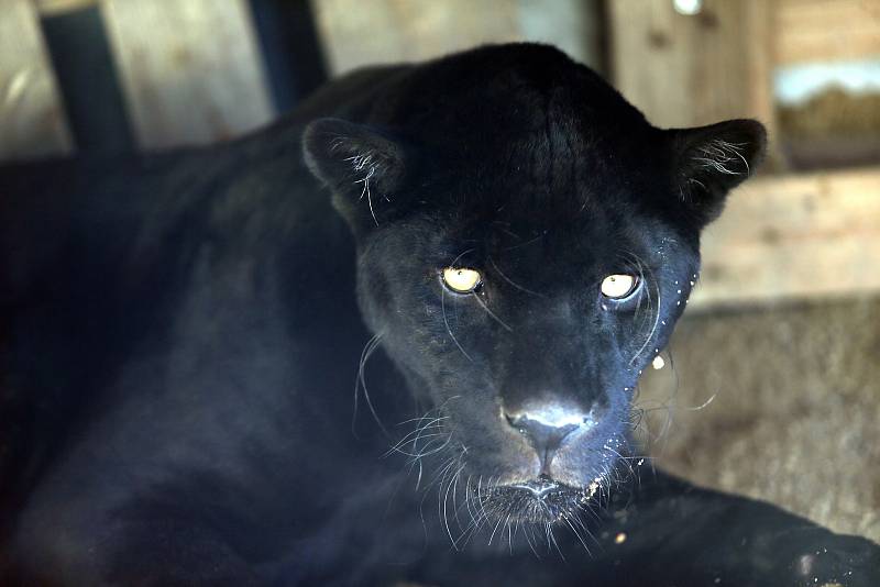 Slavnostní otevření Jaguar Trek v ZOO Lešná.