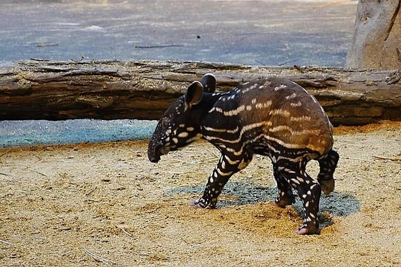Mladý sameček tapíra čabrakového se ve zlínské zoo narodil ve čtvrtek 29. prosince 2022.