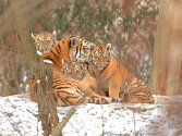 V Zoo Lešná Zlín představili trojici tygřat