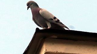 Pokálené balkony od holubů na Podlesí: Nekrmte je a plašte je, radí  ornitolog - Zlínský deník
