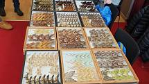 Na Entomologickou výstavu v Otrokovicích přišlo asi 1500 milovníků hmyzu a chovatelů