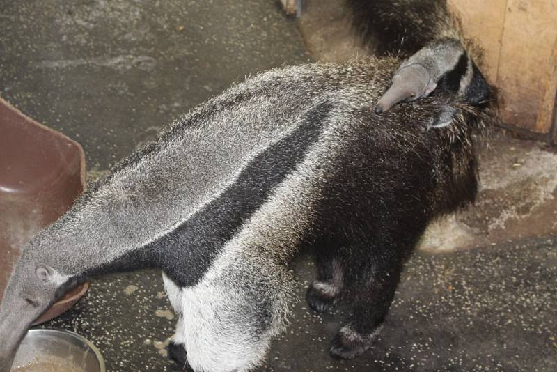 ZOO Zlín představila mládě mravenečníka velkého