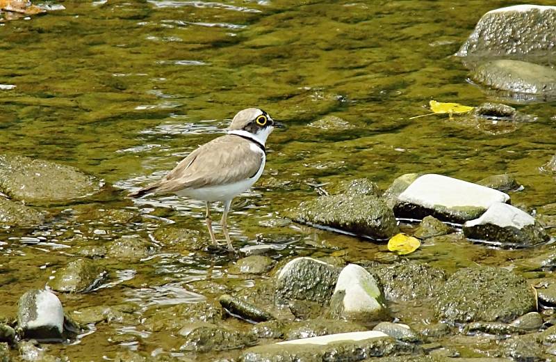 Kulík říční (Charadrius dubius).