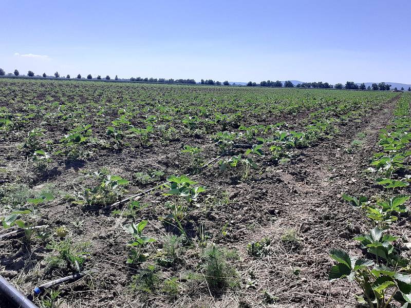 Samosběr jahod na Jahodové farmě v Holešově.