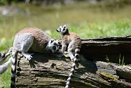 Ve zlínské zoo se radují s přírůstků plameňáků a lemurů