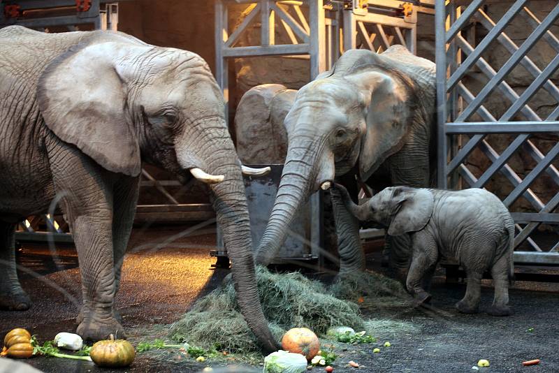 Oslava 6 ti měsíců slůněte afrického v ZOO Lešná ve Zlíně.