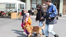 Ve zlínském Útulku pro zvířata v nouzi se v sobotu 21. dubna 2012 konalo Útulkové jaro. Více než stovka lidí vyrazila s přidělenými psy na procházku po okolí.