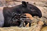 Čtvrté mládě tapíra čabrakového přivedla v prosinci 2022 na svět samice Nadira ze zlínské zoo. Malý sameček se jmenuje Coffee.