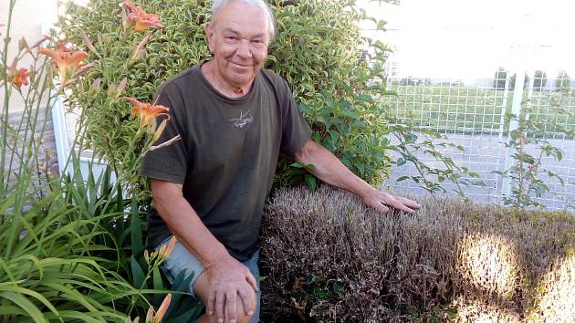 František Malota ze Zlína musí vykopat a vyhodit přes 40 let starý živý plot - zlikvidoval ho zavíječ...