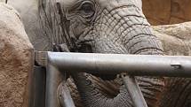 V zoo pilně trénují a cvičí slonice