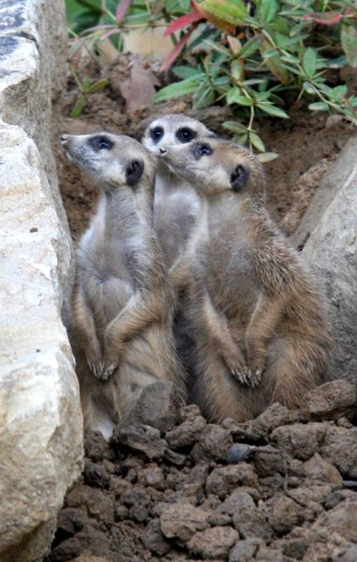 ZOO Lešná expozice Etiopie. Surikata