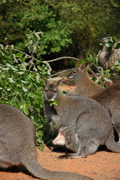 Zoo Lešná se může pochlubit jedenácti klokánky. 