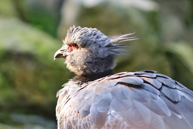 Zoo Zlín prožívá letos velmi úspěšnou sezónu.