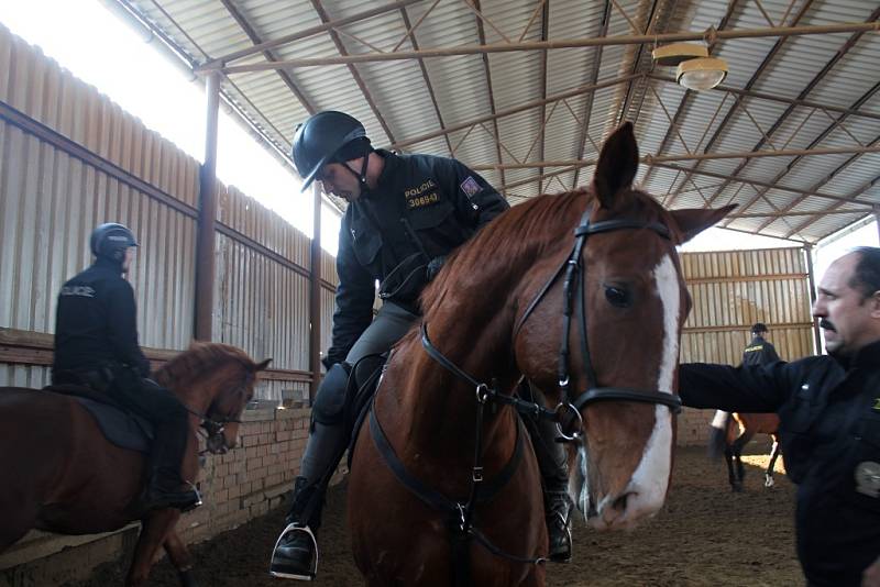 Jízdní policie koně cvičí, aby byli připraveni na hlídkování v ulicích. Ty luhačovické střeží ze sedel policejní jezdkyně, zatímco na skupinový trénink dohlíží vedoucí hipologického oddělení Bohumil Miklas. 