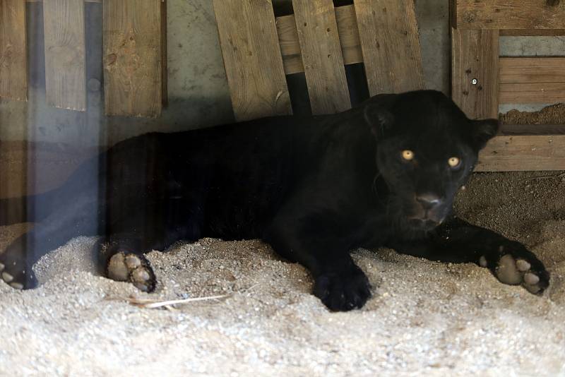 Slavnostní otevření Jaguar Trek v ZOO Lešná.