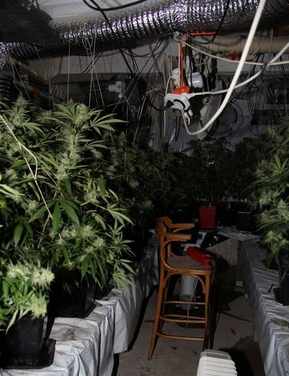 Policie odhalila pěstírnu marihuany, která fungovala ve dvou místnostech bývalé vinárny poblíž centra Zlína. 