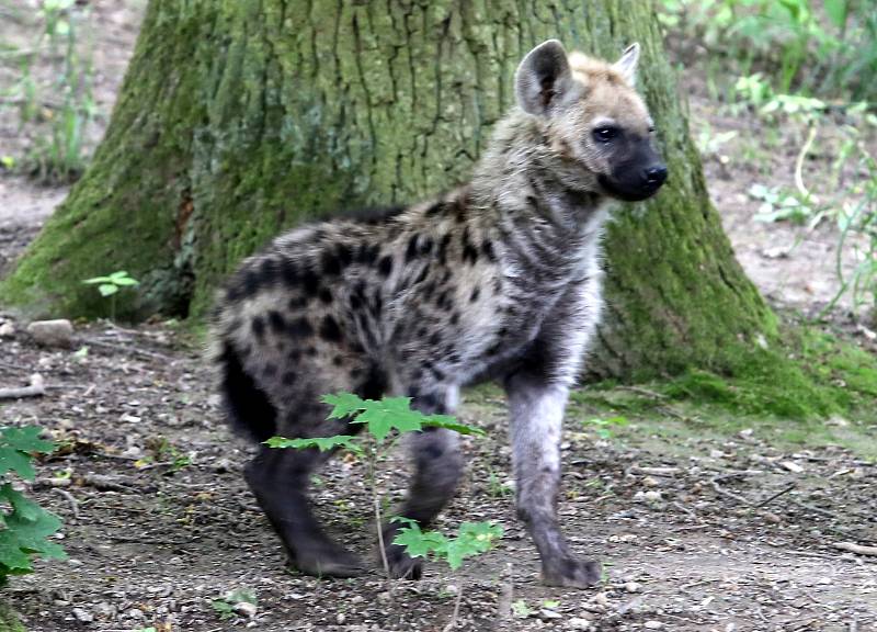 59. ZLÍN FILM FESTIVAL 2019 - ZOO Lešná - Křest mláděte hyeny skvrnité.