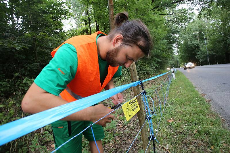 Elektrické ohradníky by měly zabránit migraci prasatům nakaženým africkým morem prasat. Ohradníky dnes začali pracovníci najaté firmy instalovat v úseku Zlín-Fryšák.