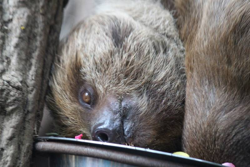 V zoologické zahradě ve Zlíně pokřtili mládě lenochoda.