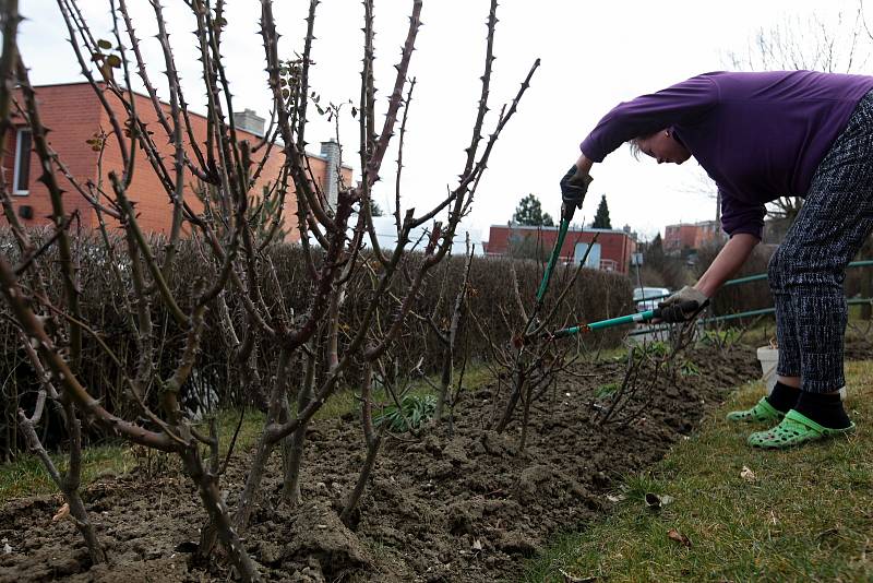 Bohuslava Růžičková ze zlínské Lesní čtvrti ošetřuje záhon s růžemi; sobota 27. března 2021