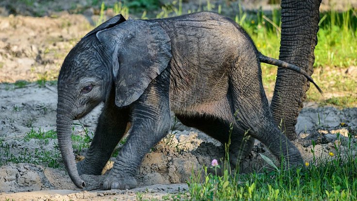 Mládě slona afrického ve zlínské zoo, červen 2021