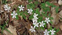 Zapalice žluťuchovitá (Isopyrum thalictroides) v dubohabřině u Domova důchodců Burešov, 20. 3. 2020